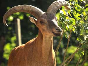 aoudad sheep, aoudad sheep uses, aoudad sheep characteristics, aoudad sheep hunting