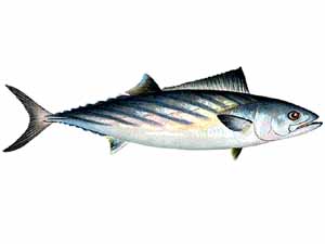 bonita fish, bonita fish characteristics, bonita fish size, bonita fish taste, bonita fish color, bonita fish weight