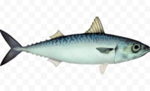 Chub Mackerel Fish