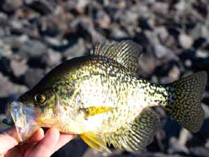 crappie fish