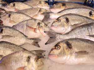 dorade fish, dorade fish benefits, dorade fish taste, dorade fish price, dorade fish recipes