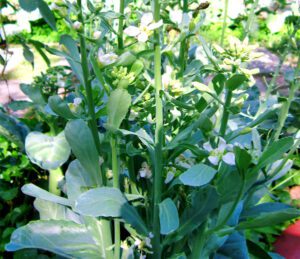 Growing Gai Lan: Simple Steps For Beginners