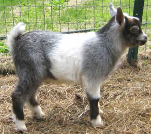 Best Miniature Dairy Goats