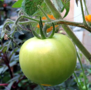 tomato farming, advantages of tomato farming