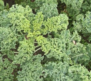 Growing Kale: Simple Steps For Beginners