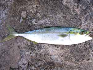 Hamachi fish, Hamachi fish characteristics, Hamachi fish price, Hamachi fish size, Hamachi fish recipe, Hamachi fish sushi, Hamachi fish taste