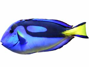 Hepatus fish, Hepatus fish habitat, what is Hepatus fish, Hepatus fish size, Hepatus fish weight, Hepatus fish diet, Hepatus fish lifespan