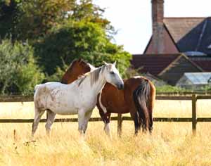 horse farm