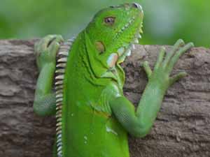 iguana, can you eat iguana, what does iguana taste like