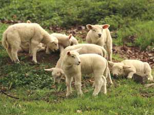 infant sheep, what is infant sheep, infant sheep caring