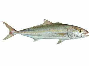 Kampachi fish, Kampachi fish taste, Kampachi fish recipe, Kampachi fish price