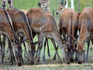 deer, deer farming, deer farming faqs