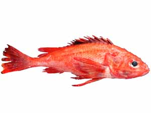 kinki fish, kinki fish size, kinki fish weight, kinki fish price, kinki fish recipe, kinki fish taste, kinki fish nutrition, Sebastolobus alascanus