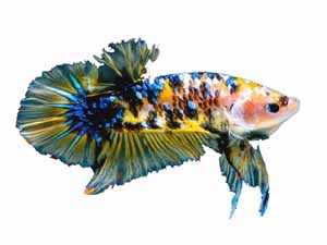 koi betta fish, koi betta fish characteristics, koi betta fish price, male koi betta fish, female koi betta fish