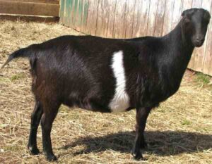 Best Dairy Goats For Arid Climates