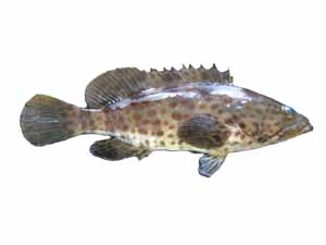 lapu lapu fish, lapu lapu fish characteristics, lapu lapu fish size, lapu lapu fish weight, lapu lapu fish price, lapu lapu fish taste