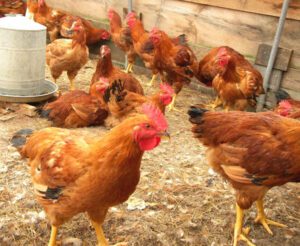 Poultry Farming in Nigeria