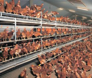 Layer Poultry Housing