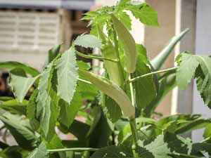 lazy gardening, what is lazy gardening