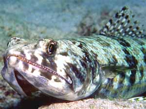 lizardfish, lizard fish, lizard fish size, lizard fish color, lizard fish weight, lizard fish characteristics