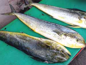 mahi mahi, mahi mahi fish, mahi mahi characteristics, mahi mahi uses, mahi mahi cooking, mahi mahi recipes, mahi mahi taste, mahi mahi price