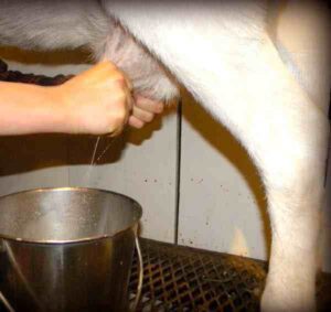How Often Do Goats Need Milking?