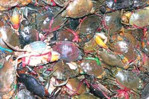 crab farming, mud crab farming, commercial crab farming, commercial mud crab farming, crab farming business, mud crab farming business, commercial crab farming business, commercial mud crab farming business, mud crab farming faqs