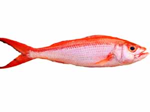 Onaga fish