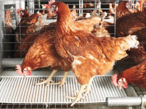 Poultry Farming FAQs
