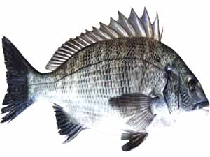 predator fish, freshwater predator fish, predator fish types, saltwater predator fish, marine predator fish, seawater predator fish, porgy fish, porgy fish, porgy fish recipes