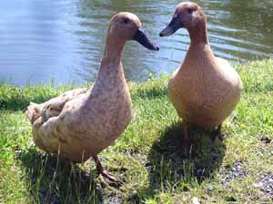 khaki campbell ducks, khaki campbell duck faqs