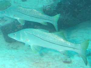 robalo fish, robalo fish characteristics, robalo fish uses, robalo fish price, robalo fish cooking, robalo fish recipes