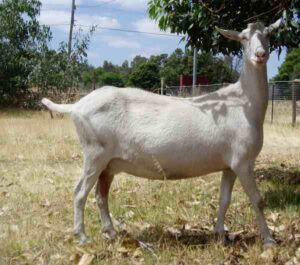 Commercial Dairy Goat Farming