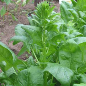 Spinach Farming Business Plan And Guide