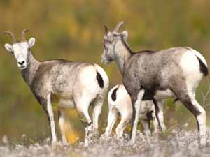 stone sheep, stone sheep origin, stone sheep history, stone sheep characteristics, stone sheep diet, stone sheep breeding, stone sheep behavior, stone sheep lifespan, stone sheep uses, stone sheep hunts, stone sheep price