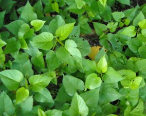 Growing Sweet Potatoes: Simple Steps For Beginners