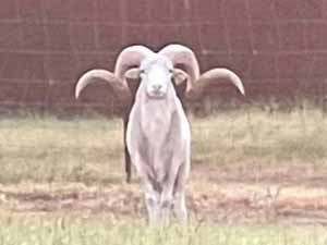 Texas Dall sheep, Texas Dall sheep origin, Texas Dall sheep history, Texas Dall sheep characteristics, Texas Dall sheep uses