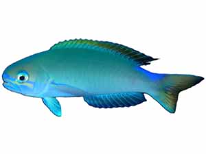 tile fish, tilefish, tile fish price, tile fish taste, what is tile fish