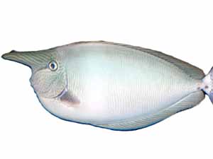 unicorn fish, unicorn fish characteristics, unicorn fish size, unicorn fish color, unicorn fish weight