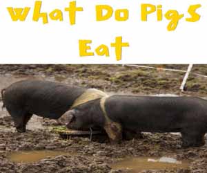 what do pigs eat, pigs diet, what do pigs eat in the wild, what do pigs eat in farms