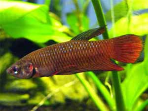 Betta fish, Wild Betta fish, Wild Betta fish price, Wild Betta fish size, Wild Betta fish price, Wild Betta fish color, Wild Betta fish behavior