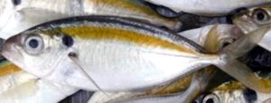 Yellowstripe Scad Fish