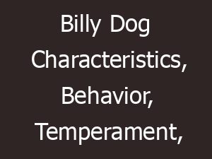 is a billy a good family dog